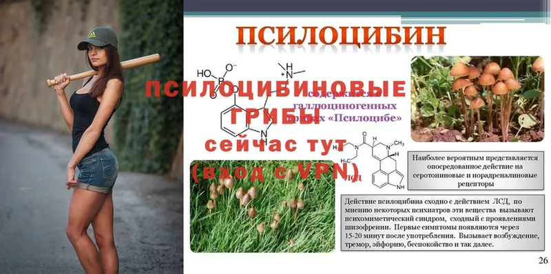 Галлюциногенные грибы Psilocybine cubensis  где продают   это какой сайт  Бахчисарай 